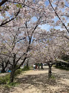 京都大阪賞櫻趣